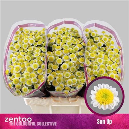 FeedSync:wholesale:f749d8a8334deff1a76ef12dc29622f4ec093dfe