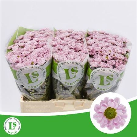FeedSync:wholesale:2d635509e26371da129dc6ffa7655a605a80177a