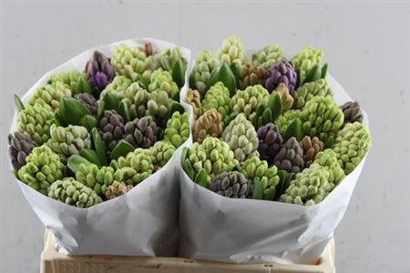 Hyacinth Mixed Pastel
