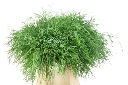 FeedSync:wholesale:31184197e841913e2e28dcc62eadf21b335deb46
