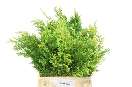 FeedSync:wholesale:5ea07997ed62f29624dcc10d6f0accc9a690eb42