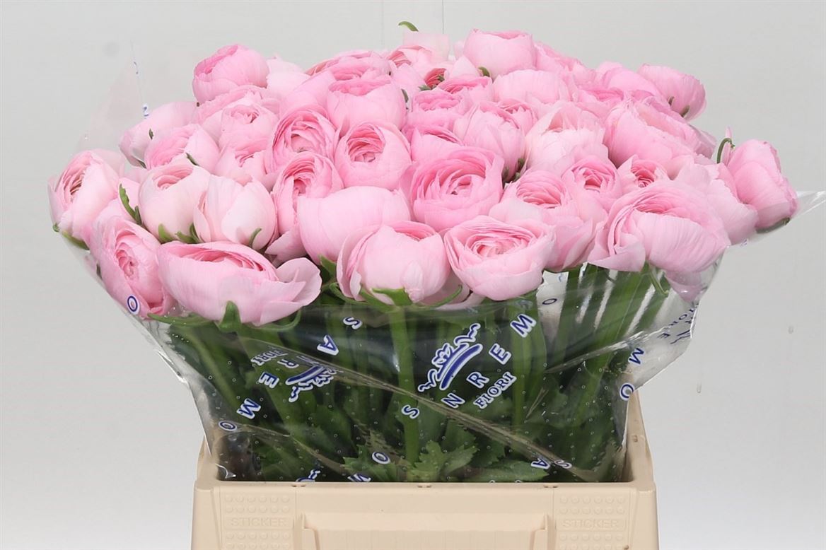 Ranunculus Su Lady Hanoi