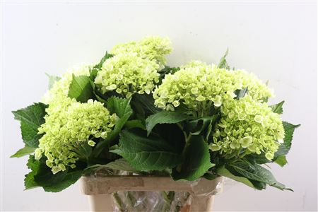 FeedSync:wholesale:68eff27fd8554e172c3a7e03d4268120c603d4db