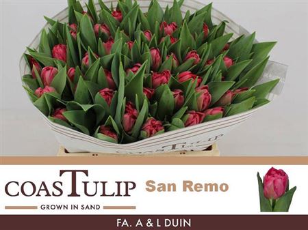 Tulip Coast Du San Remo