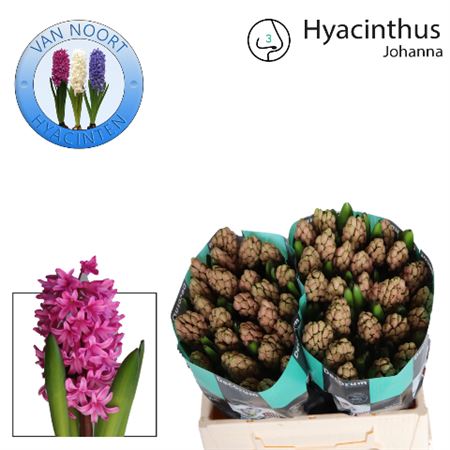 Hyacinth Johanna