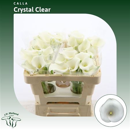 FeedSync:wholesale:a5c89b0f579baa60aa1694d6fb11107667963959