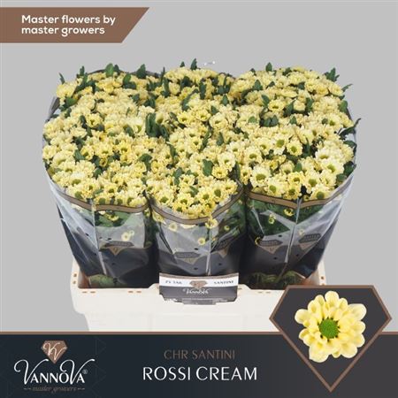 Chrysanthemum Santini Rossi Cream (25 Stems)