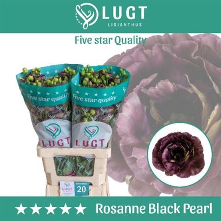 Lisianthus - Eustoma - Russellianum Double Flowered