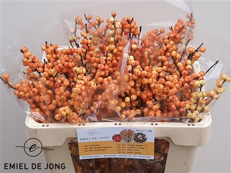 FeedSync:wholesale:4230e736f59200adec72b803b91ef415633cebde