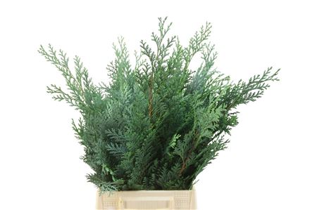 FeedSync:wholesale:d7de254aa1389892db44a8ac8bd4605ac4b4c255