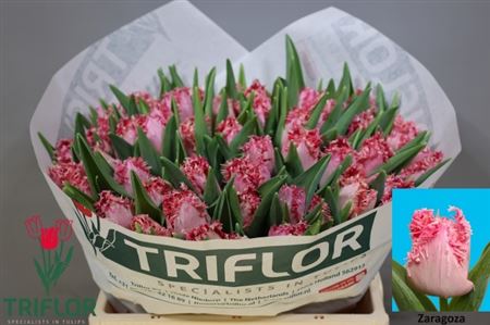 Tulip Fr Zaragoza