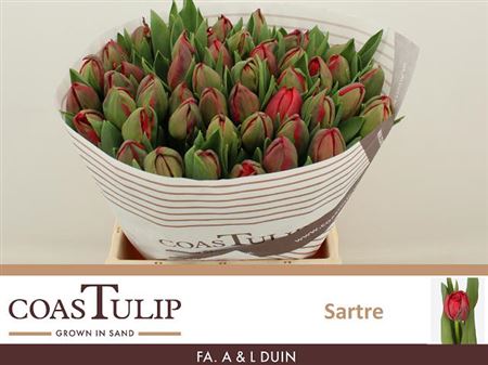Tulip Coast Du Sartre