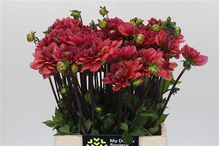 FeedSync:wholesale:b13ac2401eb75c7a253fbf67bb9abe10a7044160