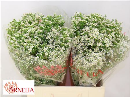 FeedSync:wholesale:cd5f9129bc9486b9c0b8982eccf04076d5aae081