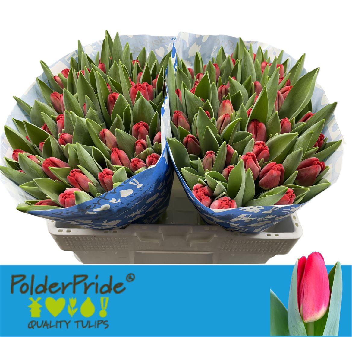 Tulip En Antarctic Fire