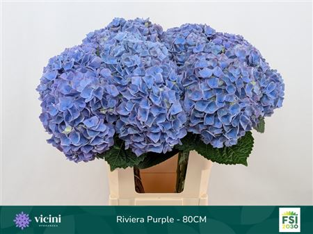 Hydrangea M My Riviera