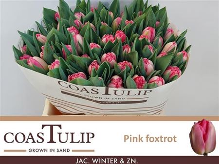 Tulip Coast Du Pink Foxtrot