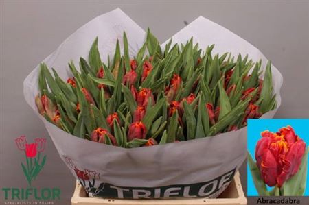 Tulip Pa Abracadabra