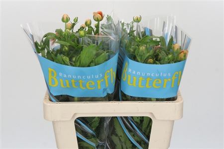 Ranunculus Butterfly Eris