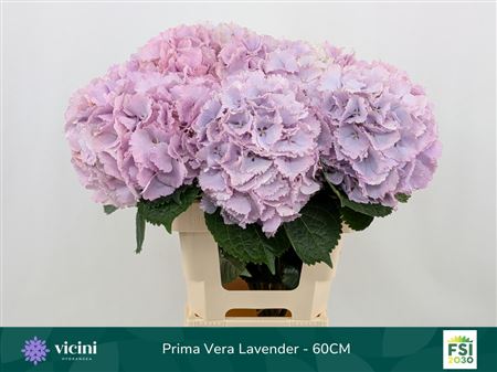 Hydrangea Macrophylla My Beautiful Primavera