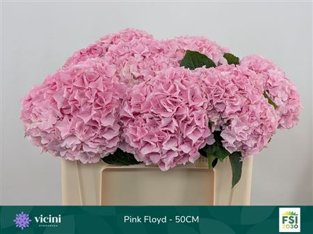 Hydrangea M Pink Floyd