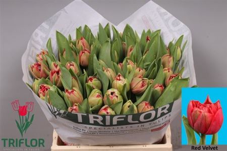 Tulip Du Red Velvet