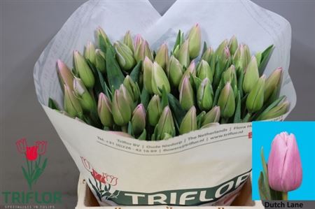 Tulip En Dutch Lane