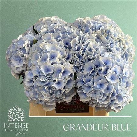 Hydrangea M Roy Grandeu Blue