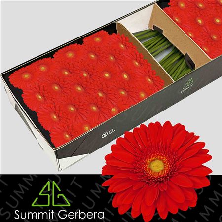 FeedSync:wholesale:24488850cc25bd73336fa3de0ddea1b71922287f