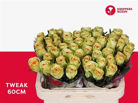 FeedSync:wholesale:264b5679ceedaf5ddafc7170779746ae299e619e