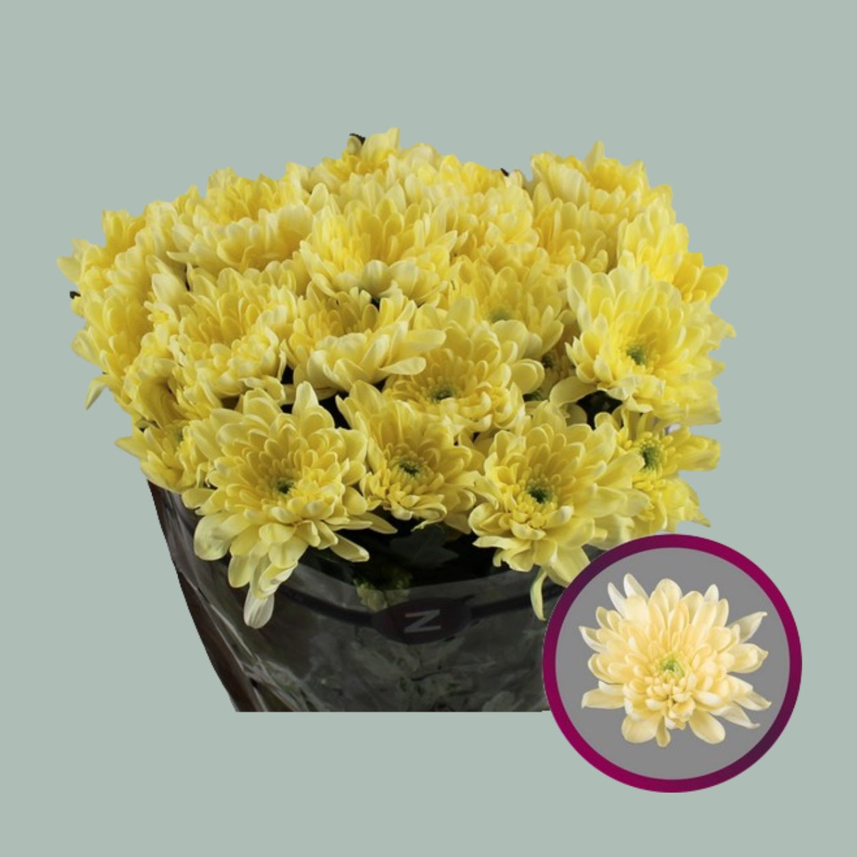 Chrysanthemum Spray Baltica Cream