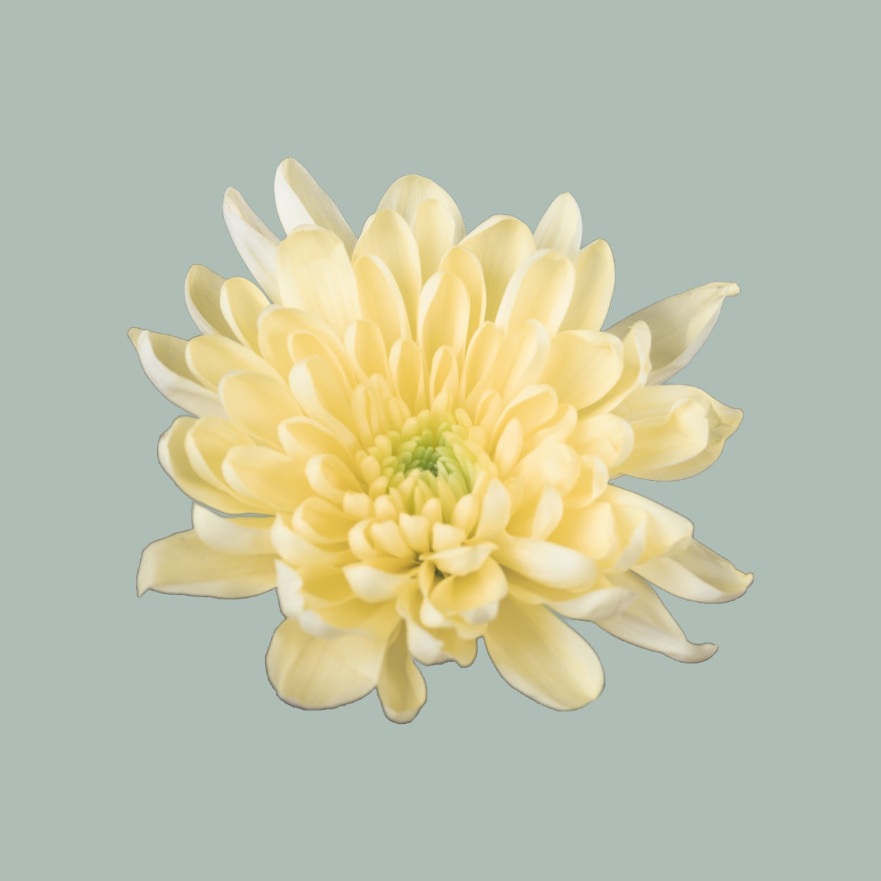 Chrysanthemum Spray Baltica Cream