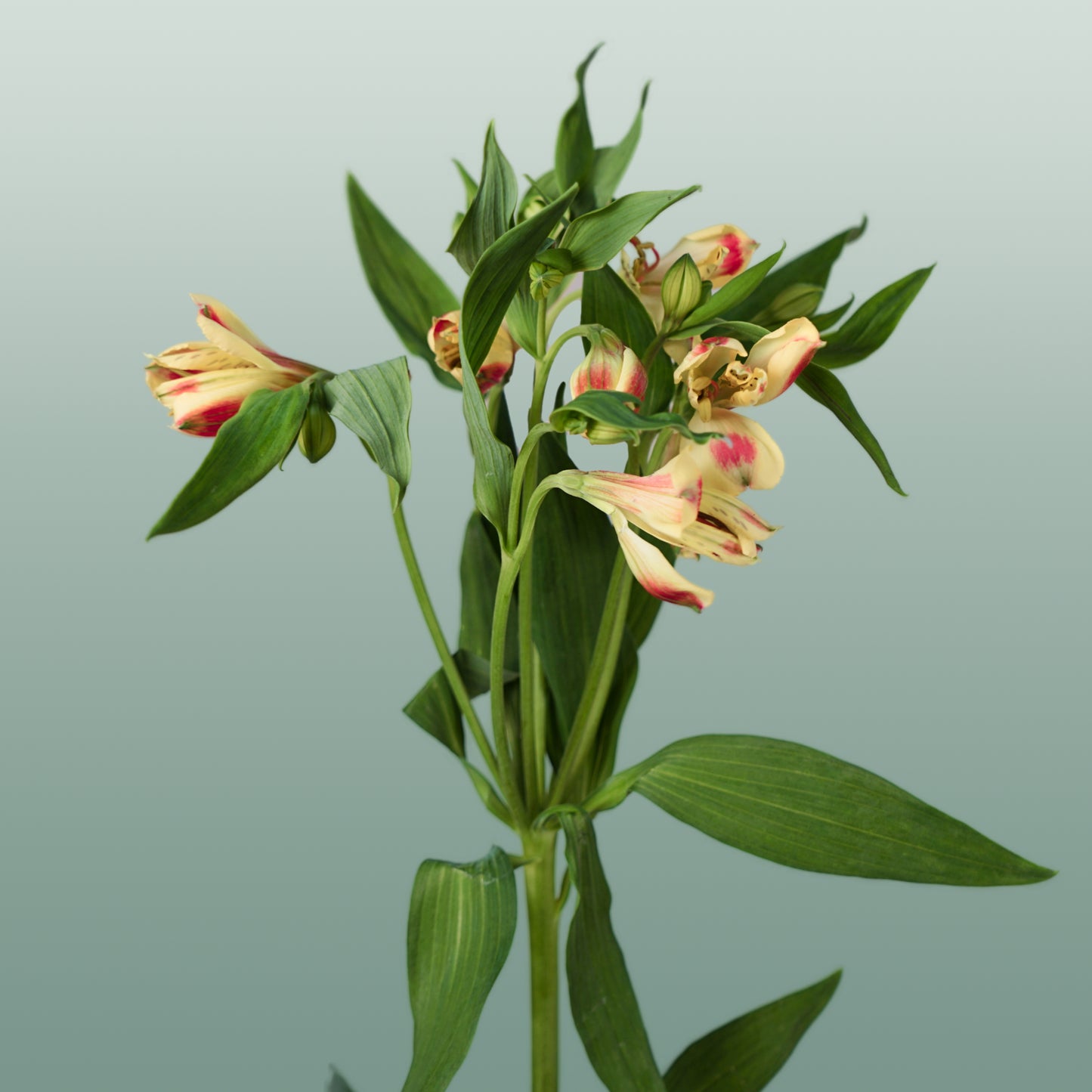 Alstroemeria Bali (10 Stems)