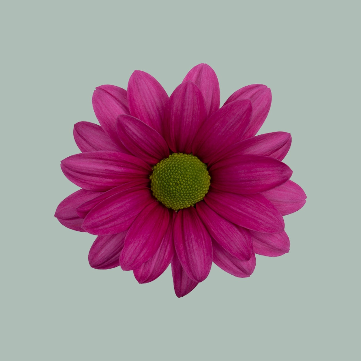 Chrysanthemum Spray Ballerina Dark (20 Stems)