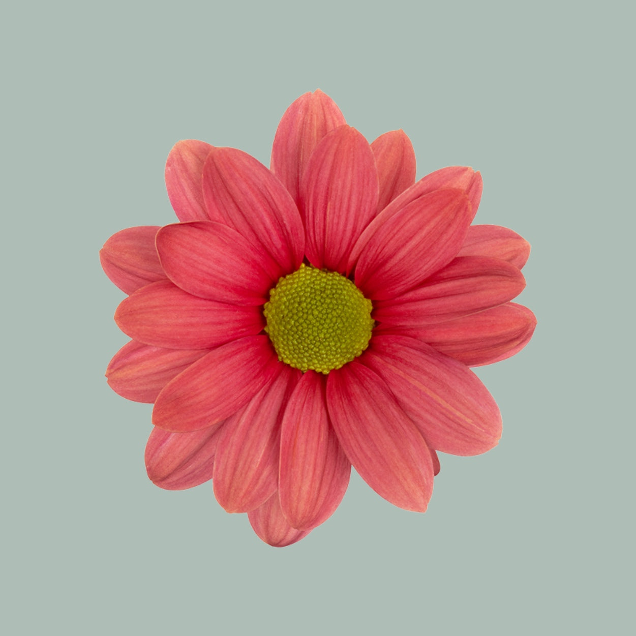 Chrysanthemum Ballerina Cherry (20 Stems)