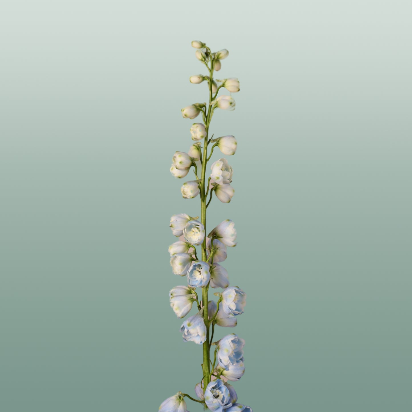 Delphinium Ballkleid (10 Stems)