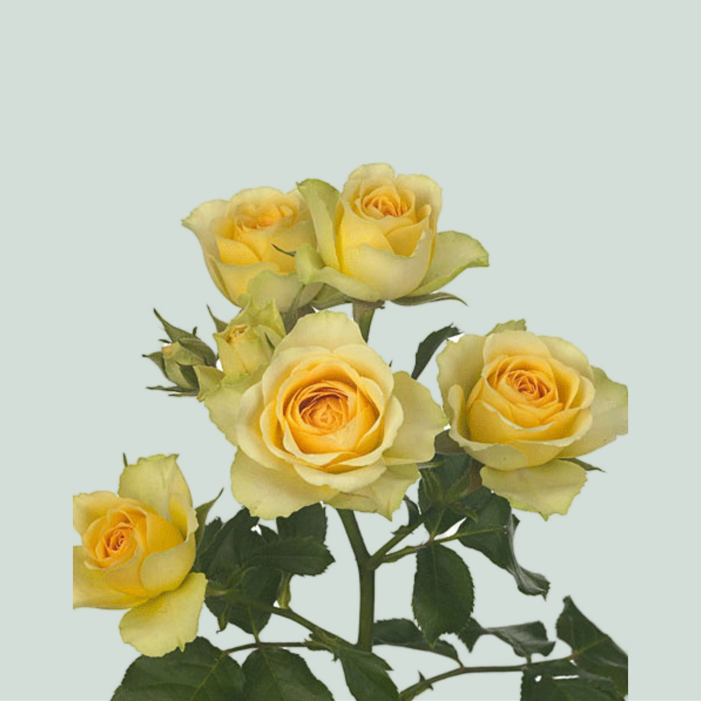 Spray Rose Bandolero (10 Stems)