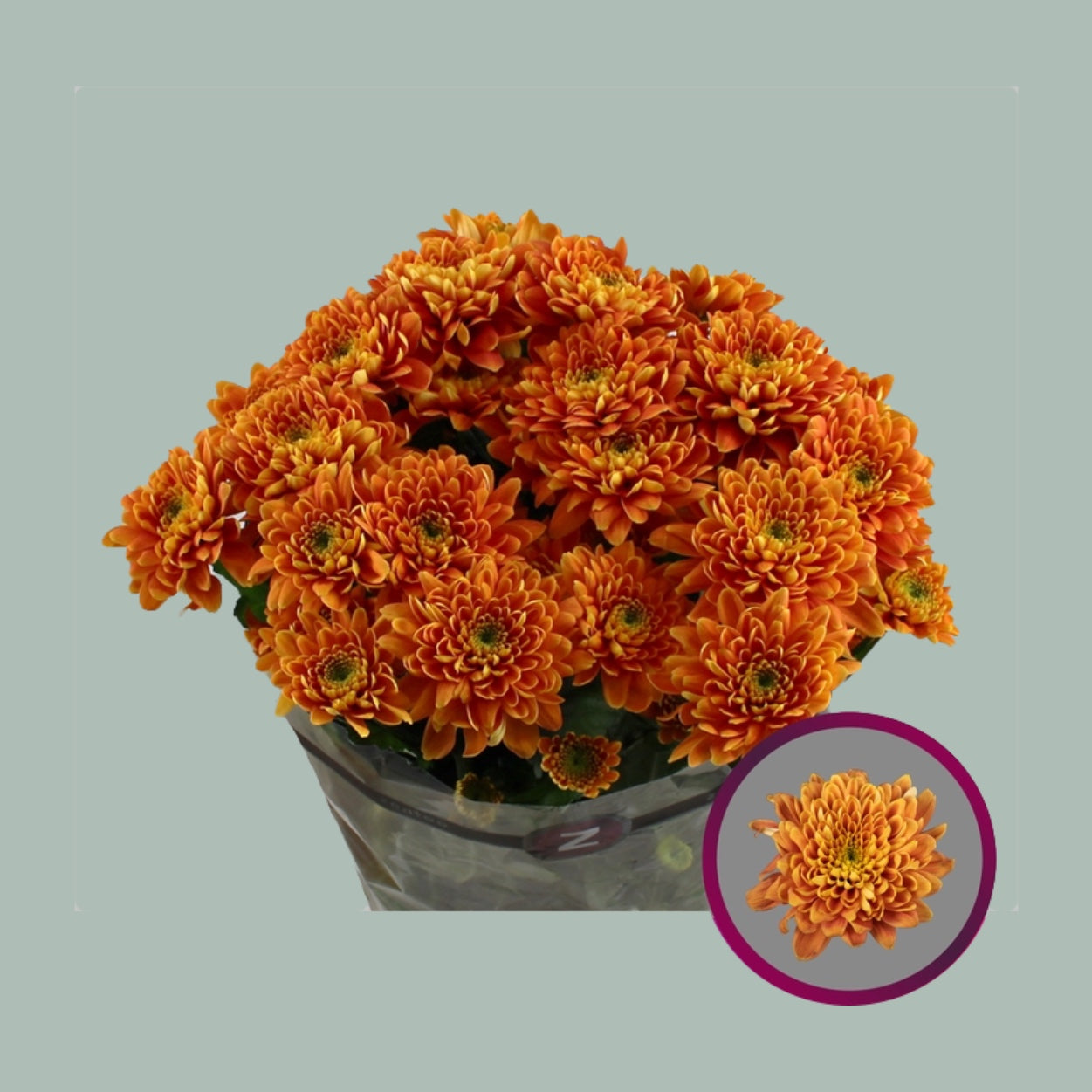 Chrysanthemum Bartoli (20 Stems)