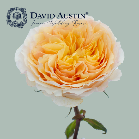 David Austin Beatrice Rose (24 Stems)