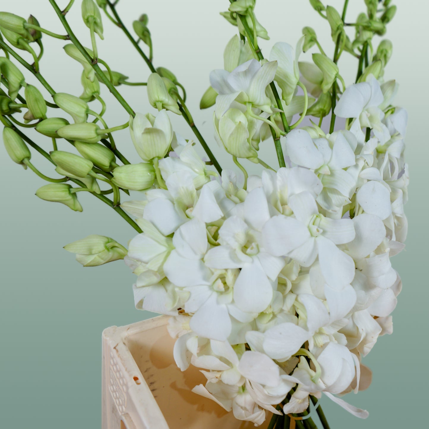 Orchid Dendro Big White