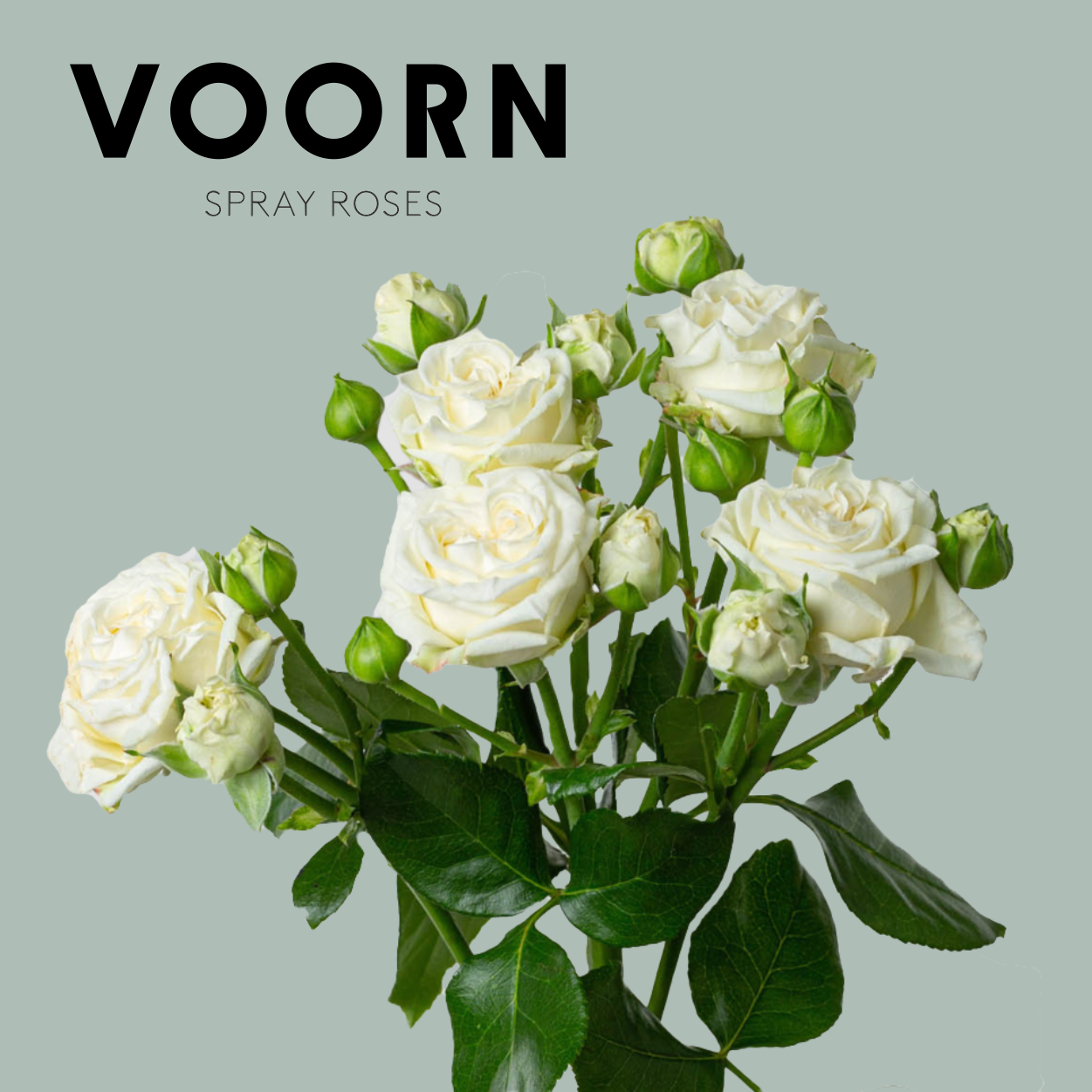 Voorn Spray Rose Birdal Flow (10 Stems)