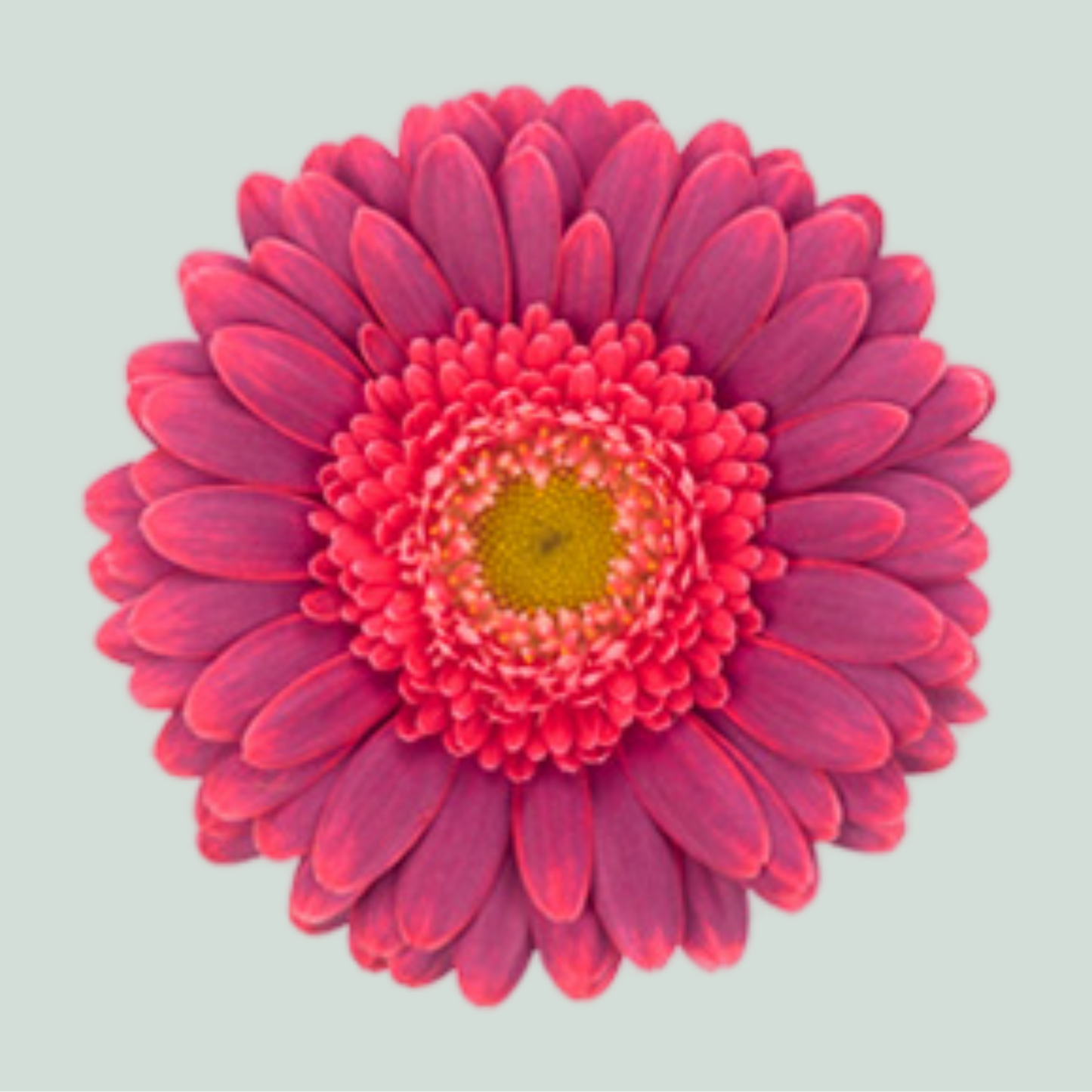 Germini Bizar (20 Stems)