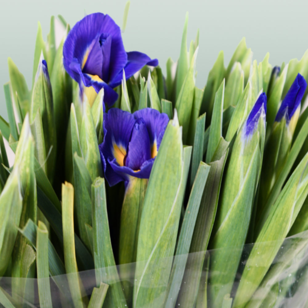Iris Blue Magic (50 Stems)