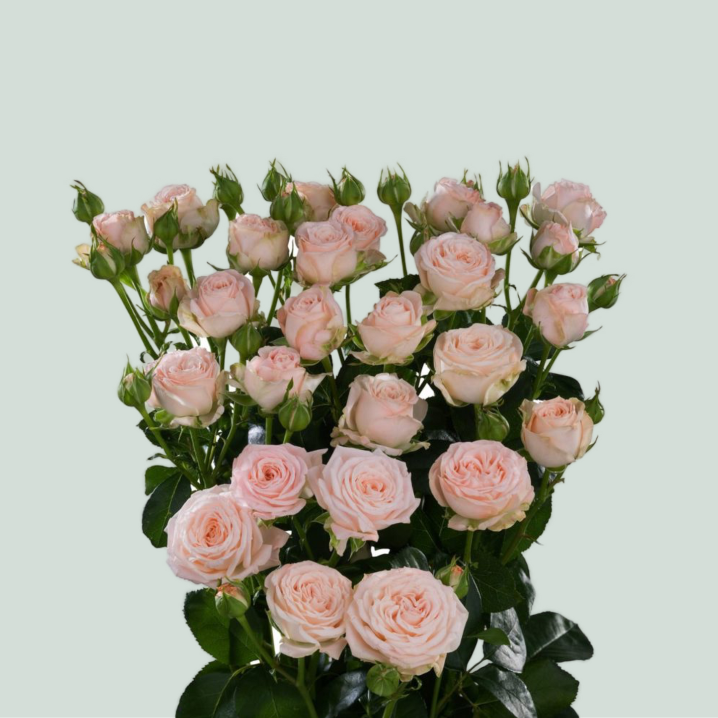 Spray Rose Bombastic (10 Stems)