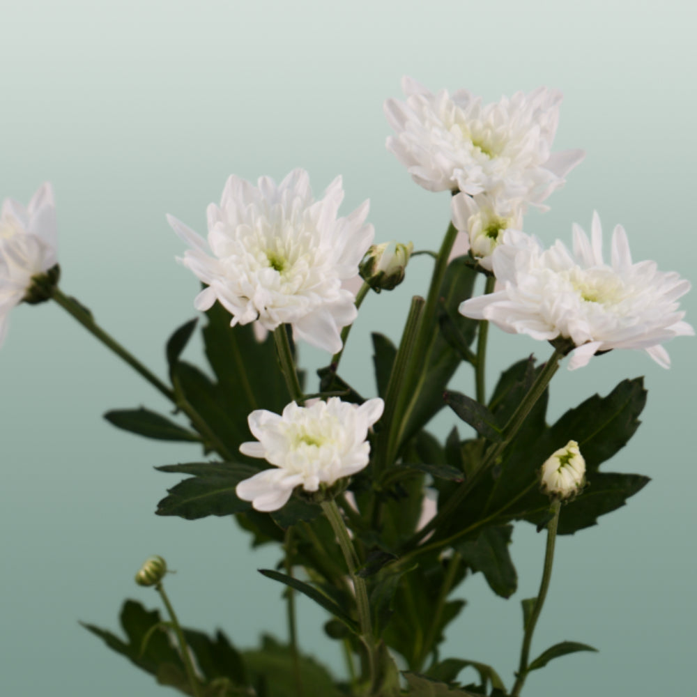 Chrysanthemum Spray Bonita White (20 Stems)