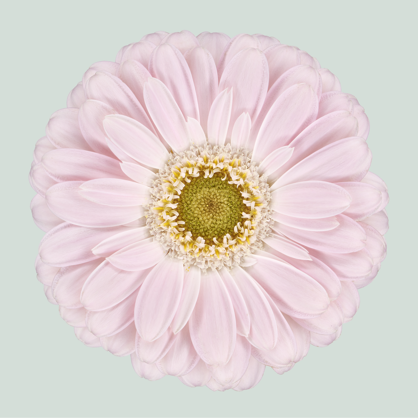 Germini Bride (20 Stems)