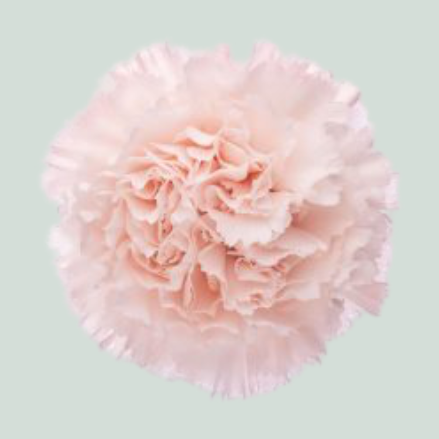 Carnation Standard Brut (20 Stems)