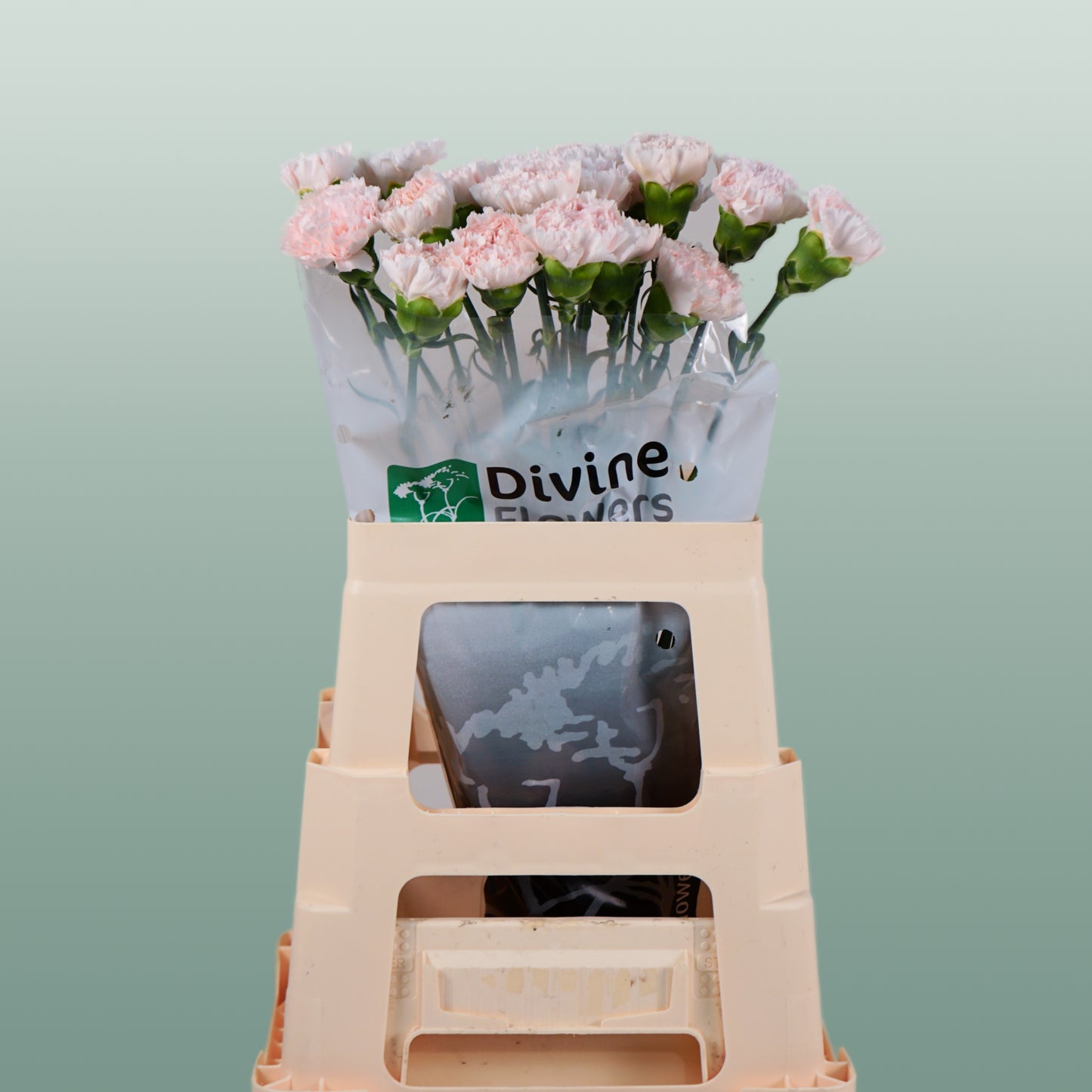 Carnation Standard Brut (20 Stems)
