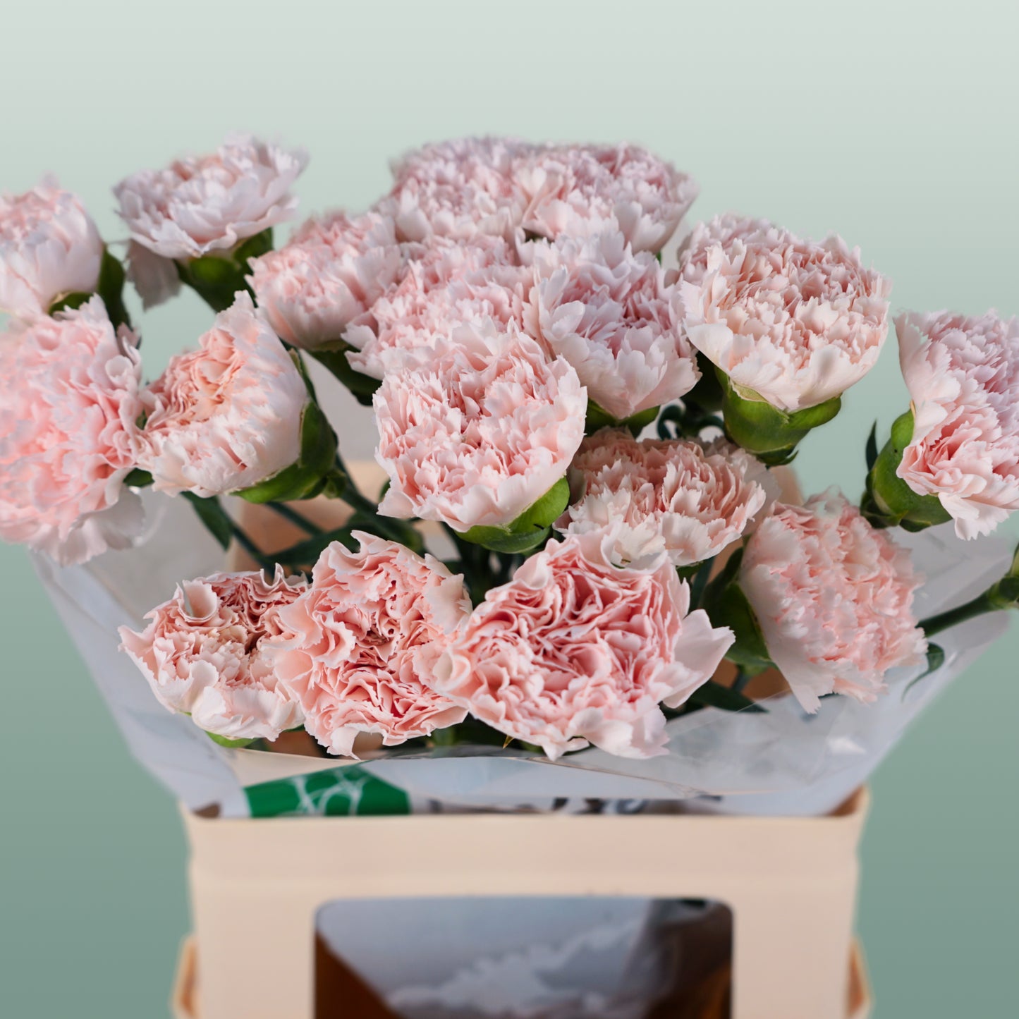Carnation Standard Brut (20 Stems)
