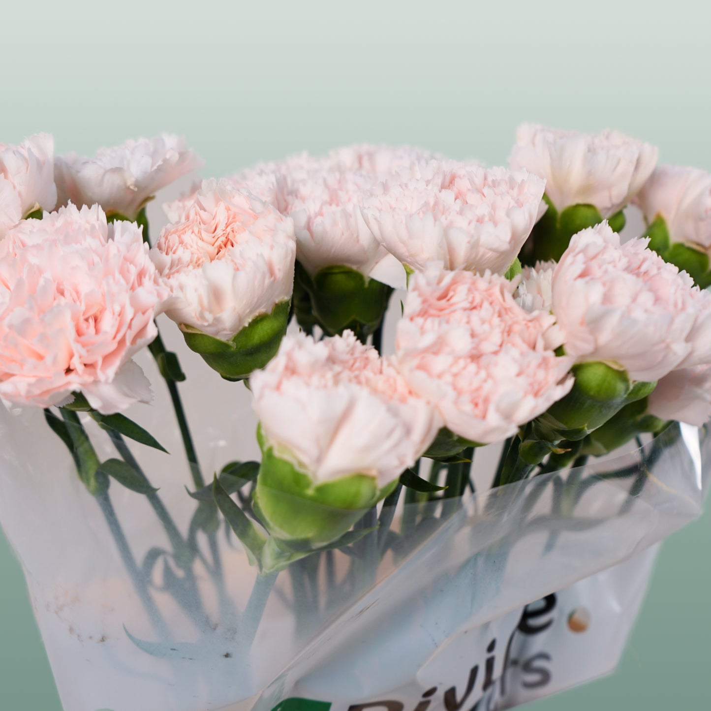 Carnation Standard Brut (20 Stems)